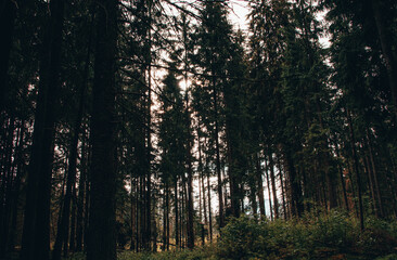 Forest trees in sunset color
