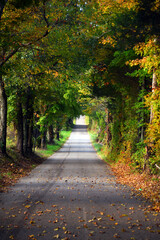 Early Morning Journey on Tennessee Backroad