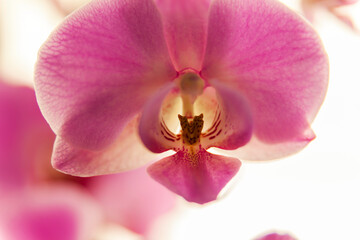 Macro pink orchid flower