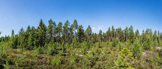 Summer day panorama of younger small pine trees in front of older forest. Hot summer day in wilderness of Lapland, Sweden
