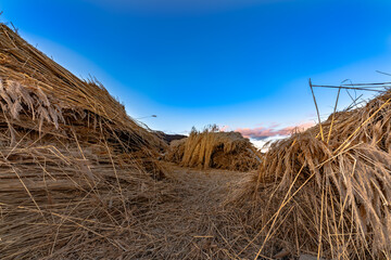 日本　北上川黄金色ヨシ原のヨシ刈りヨシ束