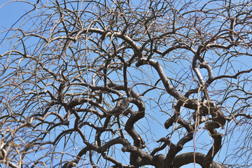 シダレエンジュ　自然の造形