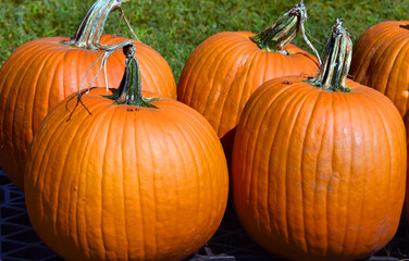 Pumpkins Twenty Dollars Each
