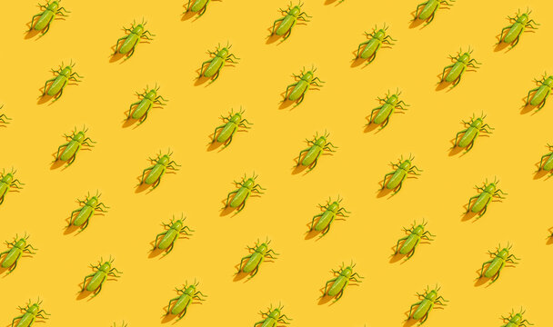 Grasshoppers