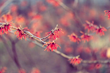 Diane witch hazel flowers blooming in winter