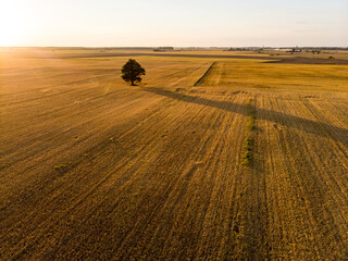 Aerial view of agricultural parcels of different crops. Lone tree in the middle of a field. Hay bale fields and farmlands of Lithuania.