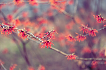Diane witch hazel flowers blooming in winter