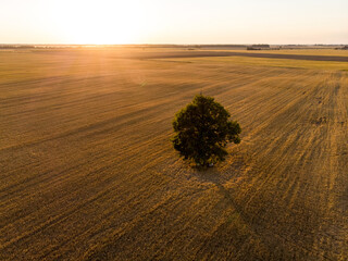 Aerial view of agricultural parcels of different crops. Lone tree in the middle of a field. Hay...