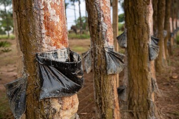 extração de resina em arvores de pinus