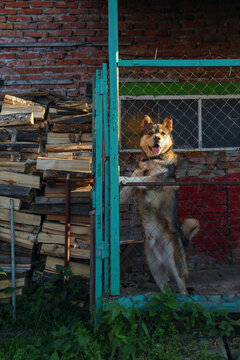 Obedient dog in enclosure near stack of logs