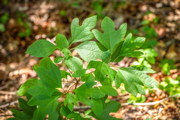 A Sassafras (Sassafras albidum) sapling in the woods. Raleigh, North Carolina.