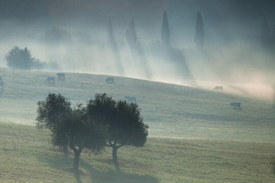 Tuscany Landescape