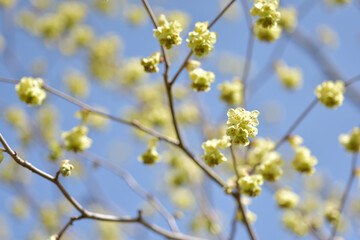 黄色い花　花模様