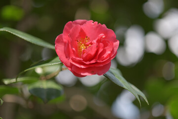 熊谷　椿の花