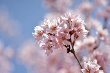 Obraz premium 啓翁ザクラ