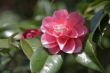 菱唐糸　ツバキの花