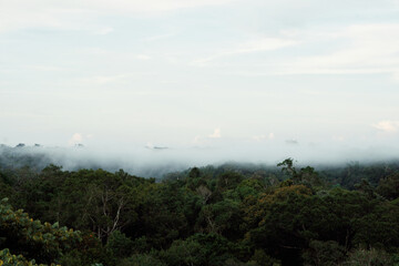 Amazon Rainforest