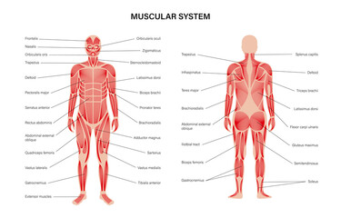 Human muscular system