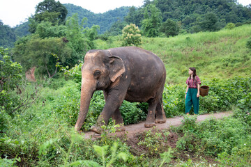 Fototapeta na wymiar Walking the elephant - North of Chiang Mai, Thailand. A girl is walking an elephant through the jungle. The walk is part of an elephant experience in a sanctuary for old elephants.