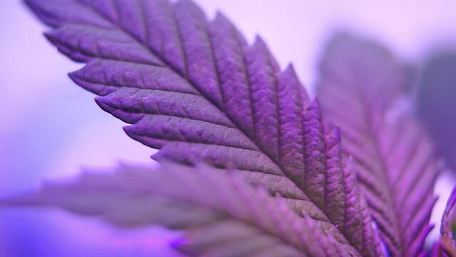 Cannabis plant in vegetative growth under LED indoor grow light