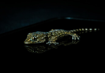 Macro photography of a geko on a mobile screen