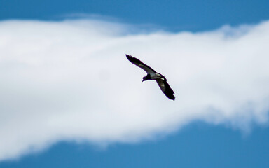 Fototapeta na wymiar Aves libres volando.