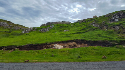 Fototapeta na wymiar Sheep On Hillside Meadow In Scotland