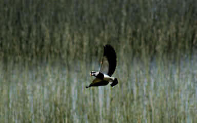 Aves libres volando.