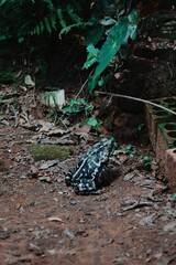 frog in the forest