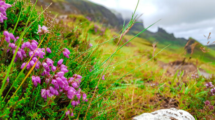 Pink Flowers On Roadside
