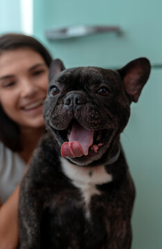 Girl and her french bulldog