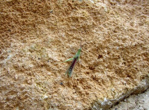 green and red insect on wall