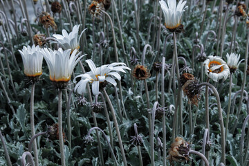 Flores blancas buscando sol.