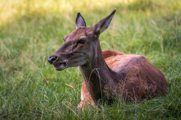 A cute lying deer in the grass.