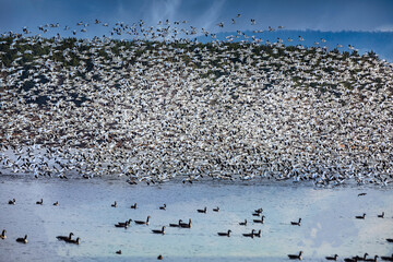 Migration of the snow geese