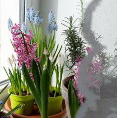 A pink spring hyacinth flower in a flower pot stands on the windowsill next to rosemary and blue muscari. Spring seedlings.