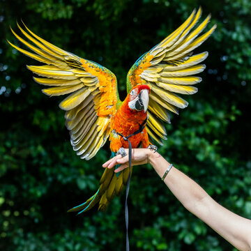 A macaw flapping it's wings