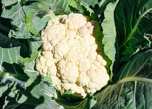 Close up of cauliflower in vegetable garden