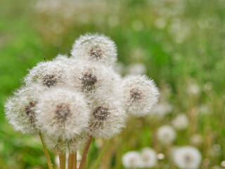 Close view of a wind dandelion on a green background
