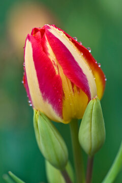 USA, Ohio. Close-up of single tulip flower with buds.