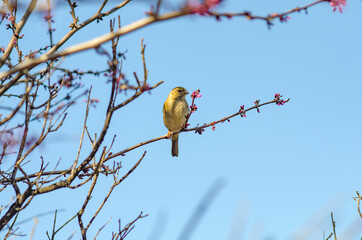 A California Towhee (Melozone crissalis) is sitting on a tree, Don Edwards San Francisco Bay