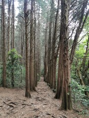 path in the forest