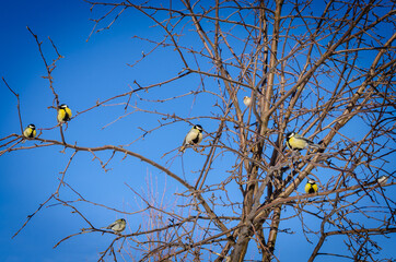 A flock of tits on a tree (birds).