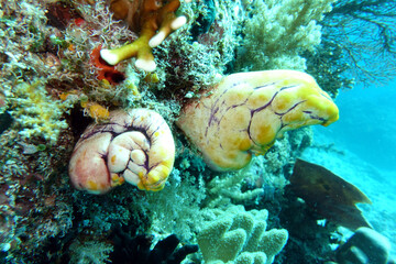 Goldseescheide - Polycarpa aurata