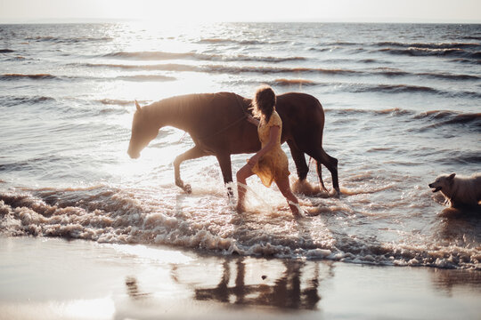 Portraits of a young woman riding horse on a summer day