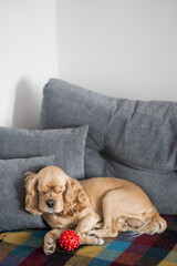 American Cocker Spaniel sleeps on the sofa