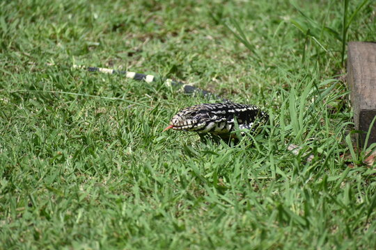 lizard