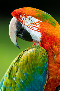 A macaw