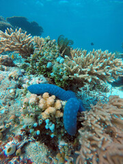 Blauer Seestern - Linckia laevigata