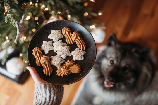 Dog treats